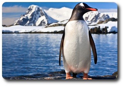 Has Google's Penguin Visited Your Jewelry Store's Website?